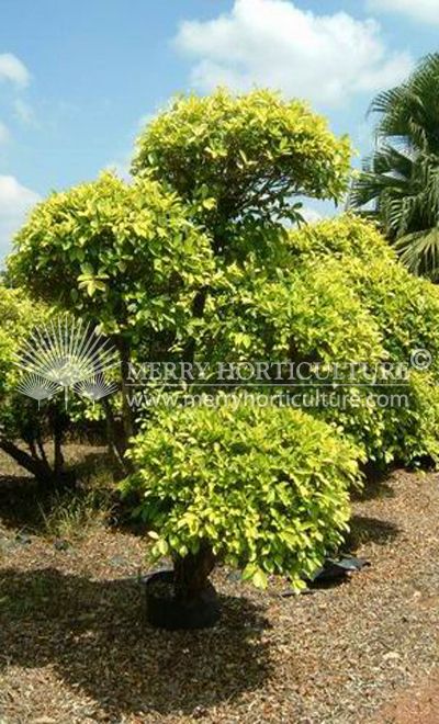 Ficus nitida gold bonsai